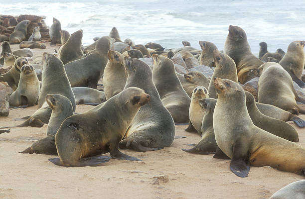 istock Cape fur seal, Arctocephalus pusillus 462399177