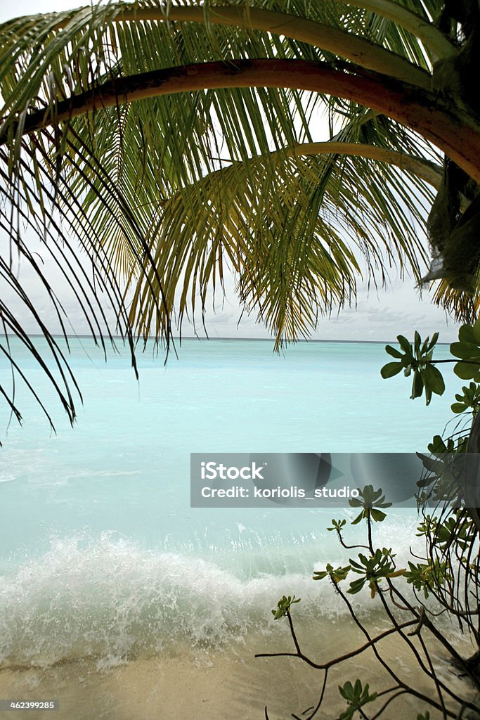 Tropical paradise wave of clear blue tropical sea seen through a palm tree on a beach Beach Stock Photo