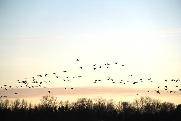 Flock of Birds Flying Flock of birds flying in the sunset flock of bats stock pictures, royalty-free photos & images