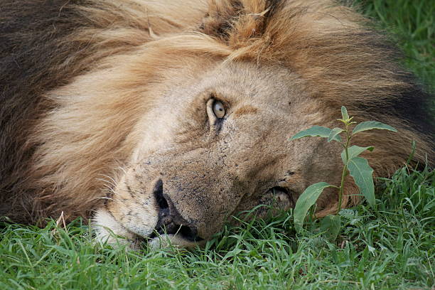 istock The Lion's Stare 462402243