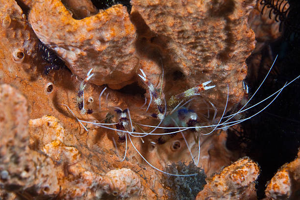 istock Banded shrimps on sponge 462402661
