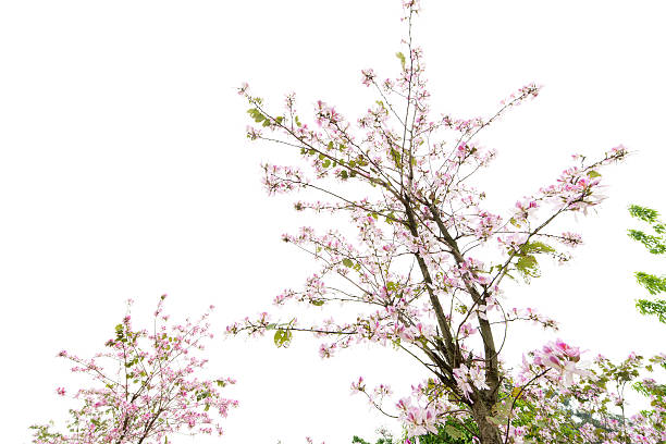 istock pink Chinese redbud flower 462403157