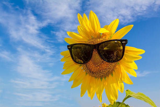 istock Sunflower with sunglasses. 462403299