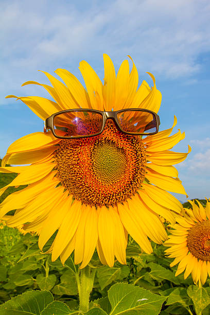 istock Sunflower with sunglasses. 462403357