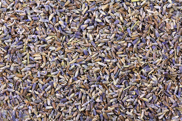 istock Dried Lavender flowers 462403855