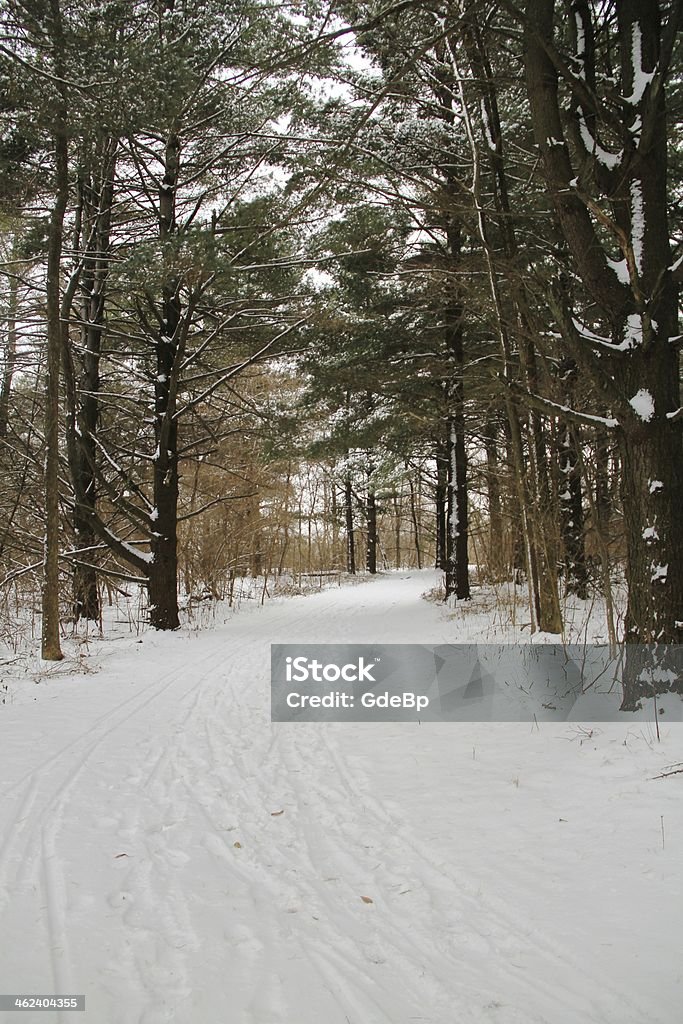 Forest in the Winter Forest in the winter covered with snow Blue Stock Photo