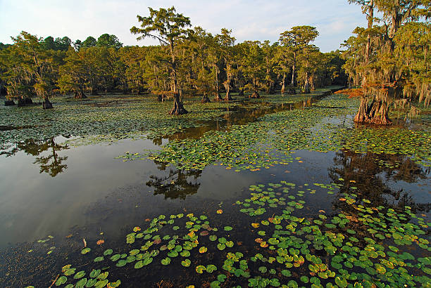 trilha de canoa - marsh swamp plant water lily - fotografias e filmes do acervo