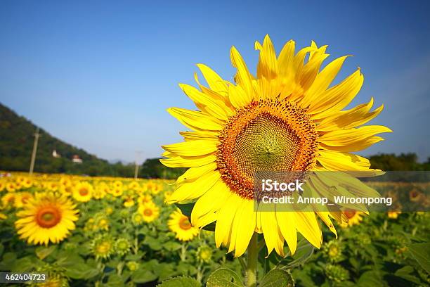 Hola Sol Foto de stock y más banco de imágenes de Agricultura - Agricultura, Aire libre, Amarillo - Color