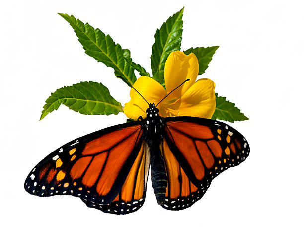 istock Monarch Butterfly (Danaus plexippus) on yellow flower 462405331