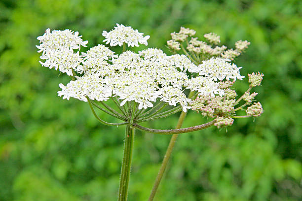 istock Elderflower against a green background. 462405991