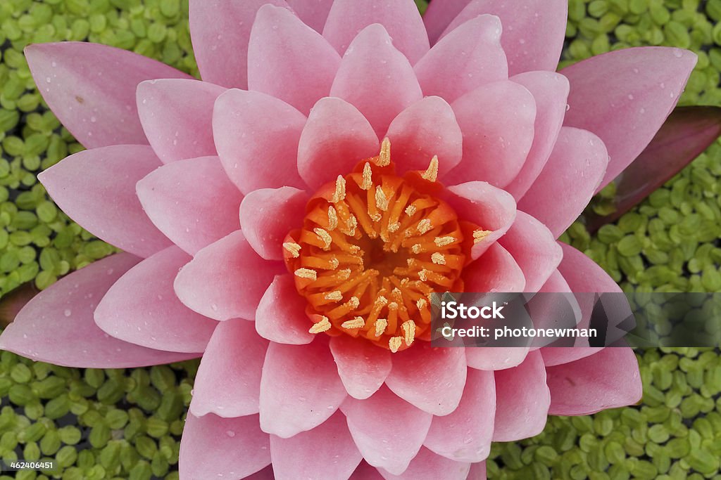 Розовая Вода Lily - Стоковые фото Анемона роялти-фри
