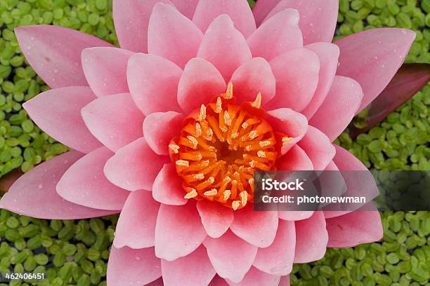 Розовая Вода Lily — стоковые фотографии и другие картинки Анемона - Анемона, Без людей, Блестящий