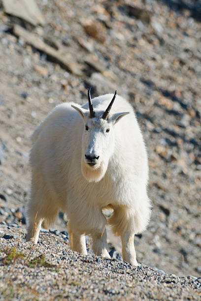 istock Mountain goat in Banff National Park, Canada 462410891