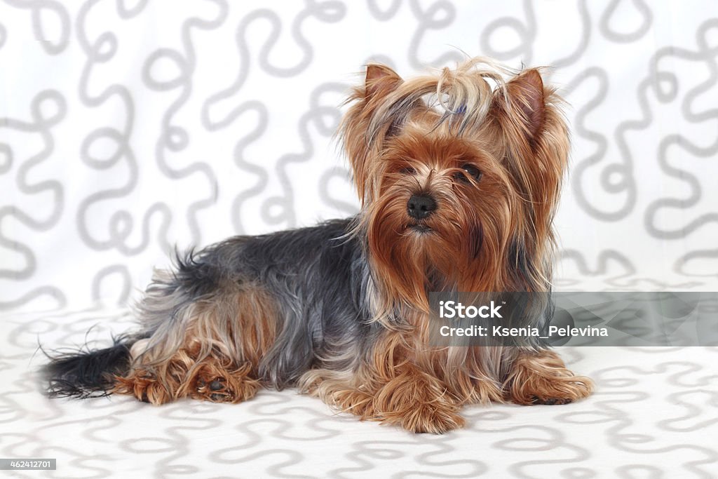 cute Yorkshire Terrier on gray background Animal Stock Photo