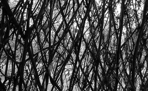 Willow branches interwoven to provide a shelter or windbreak.