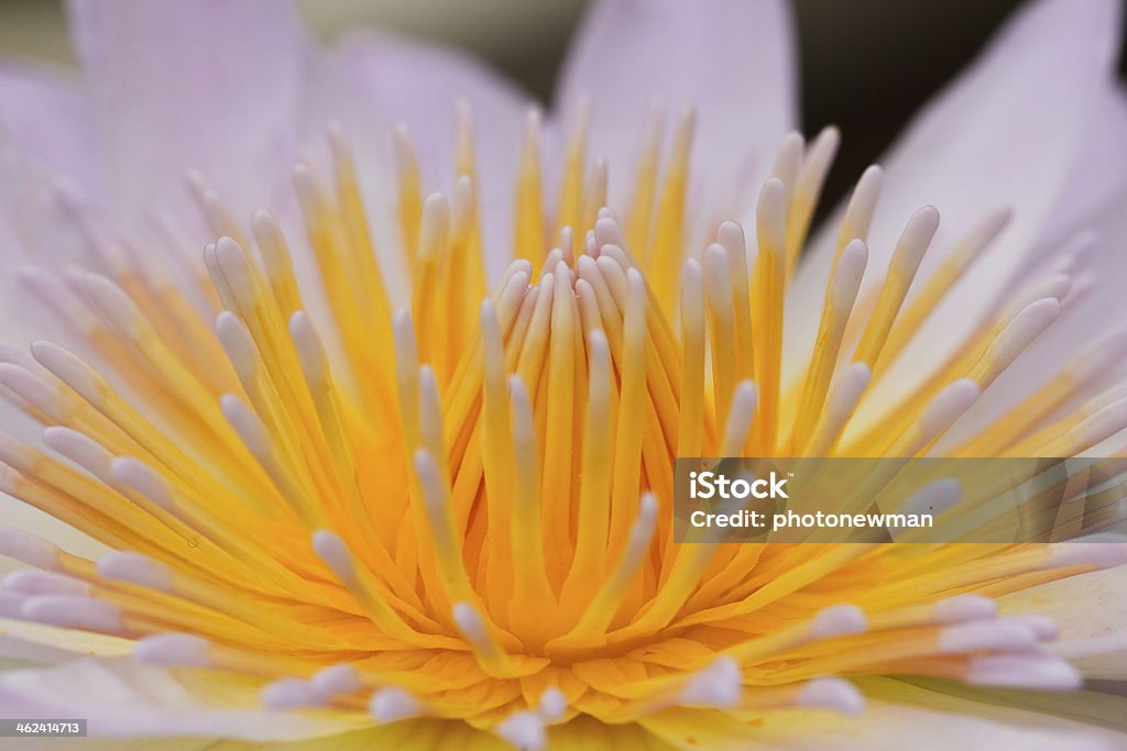 Yellow water lily Bouquet Stock Photo