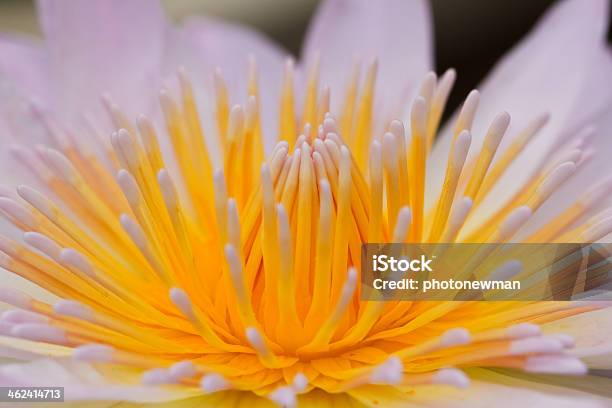 Yellow Water Lily Stock Photo - Download Image Now - Bouquet, Circle, Floating On Water