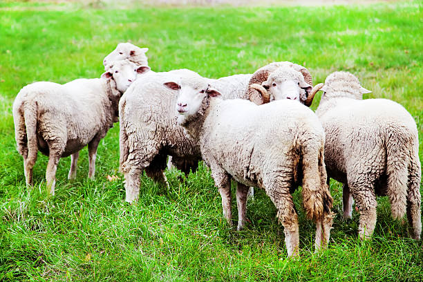 istock sheeps on the autumn field 462414809