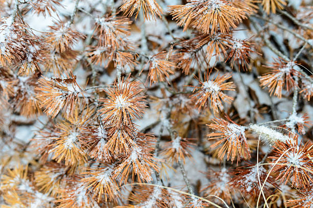 istock dry plants in snow, meadow at winter 462416775