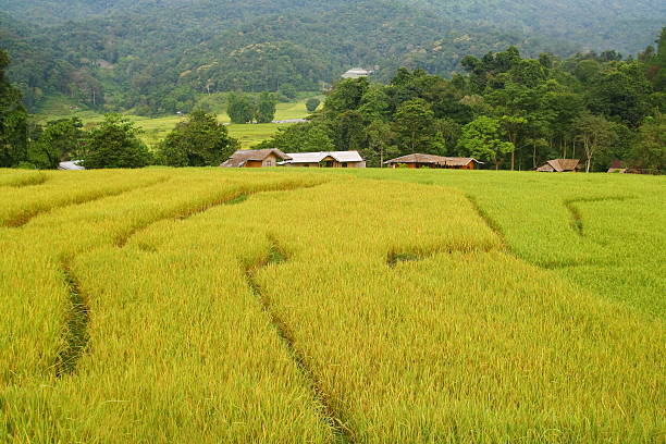 Terraced rice fields view, Thailand Terraced rice fields view, Chiang Mai, Thailand cerial stock pictures, royalty-free photos & images