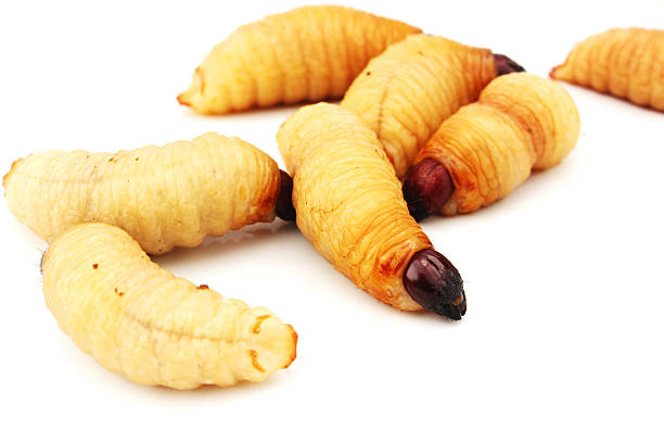 istock sago worm larvae insect asian food isolated white background 462419887