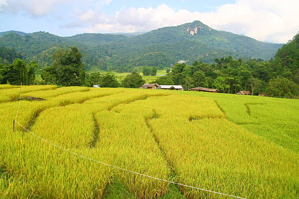 Terraced rice fields view, Thailand Terraced rice fields view, Chiang Mai, Thailand cerial stock pictures, royalty-free photos & images