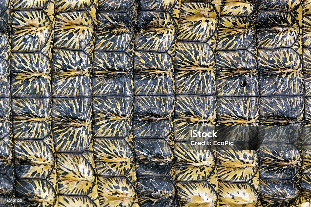 Crocodile skin background Rough, textured skin of a nile crocodile (Crocodylus niloticus), southern Africa Africa Stock Photo