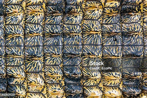 Crocodile Skin Background Stock Photo - Download Image Now - Africa, Animal, Animal Body Part