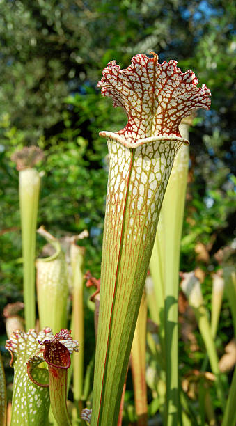 istock White-topped pitcher plant Sarracenia Leucophylla 462422107