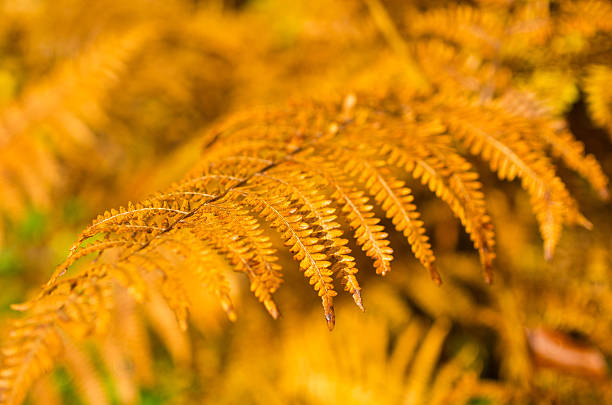 istock Background with yellow ferns 462422615