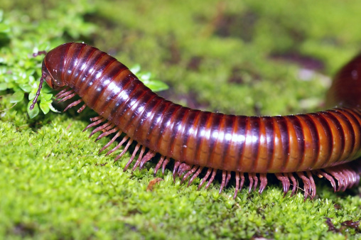 close up of the millipede on the moss mat