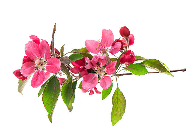 istock spring blossoms of cherry tree isolated on white 462423139