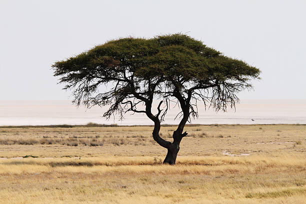 istock Tree at Etosha national park pan, Namibia 462424937