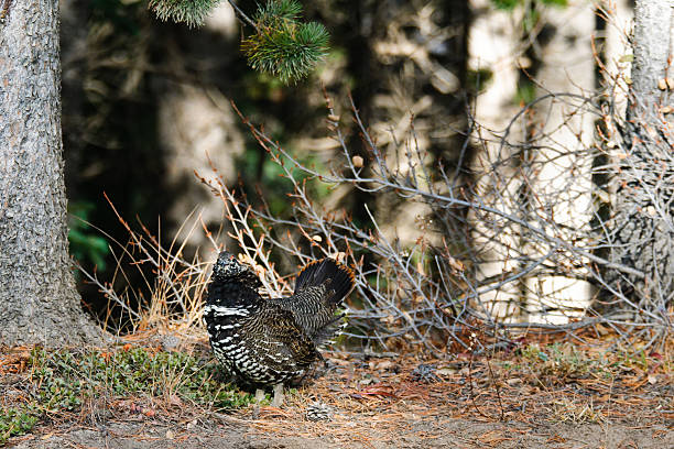 spruce grouse - grouse spruce tree bird camouflage - fotografias e filmes do acervo