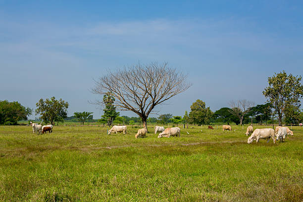 istock Cows grazing on a green summer meadow 462428939