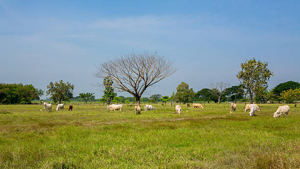 istock Cows grazing on a green summer meadow 462428963