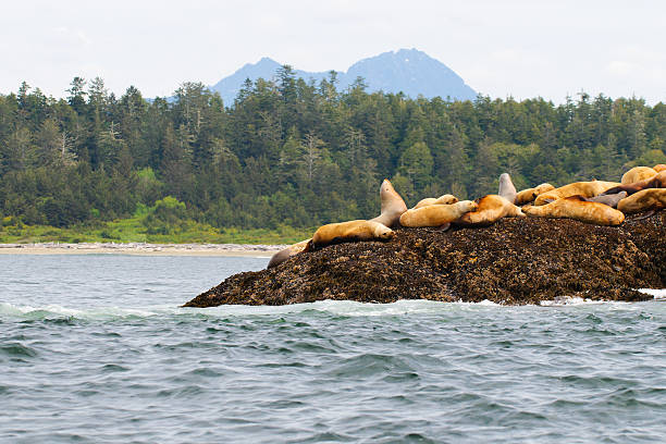 Sea Lions stock photo