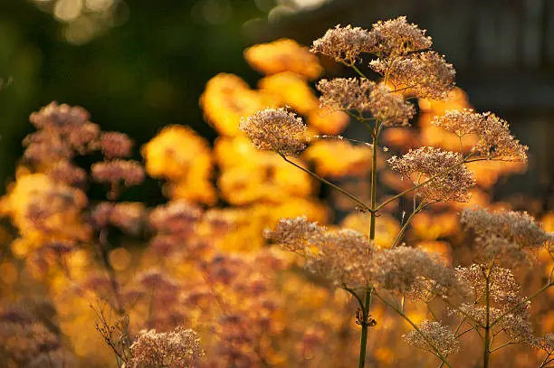 Meadow medical herbs in yellow sunlight (chervil-Anthriscus cerefolium).
