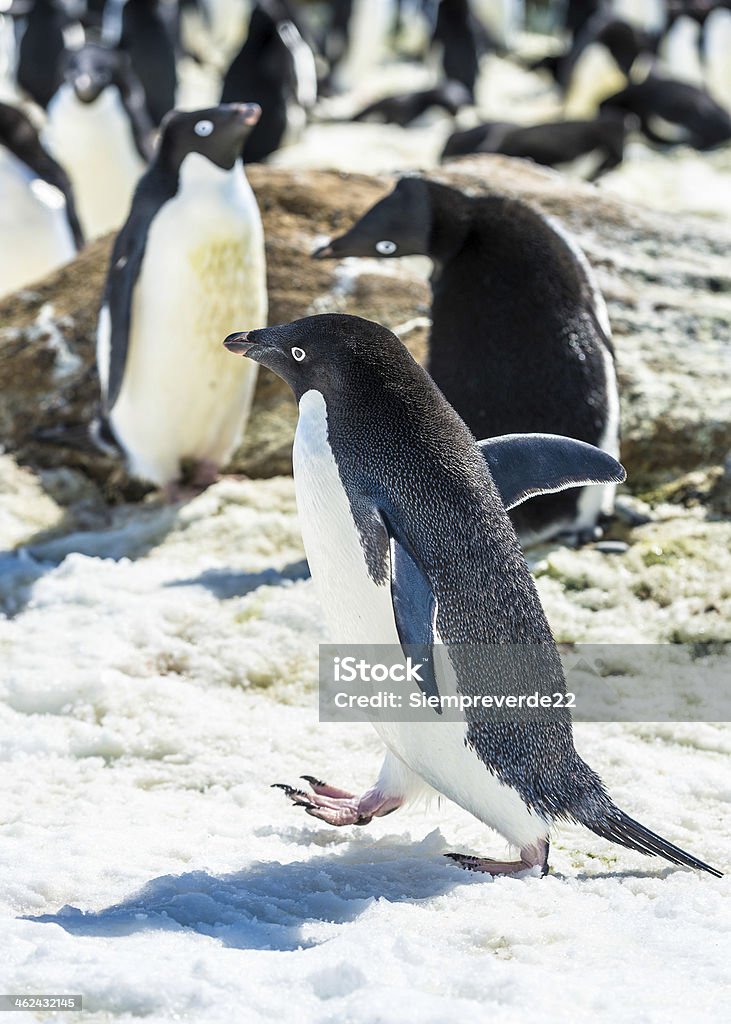 Penguins de l'Antarctique - Photo de Antarctique libre de droits