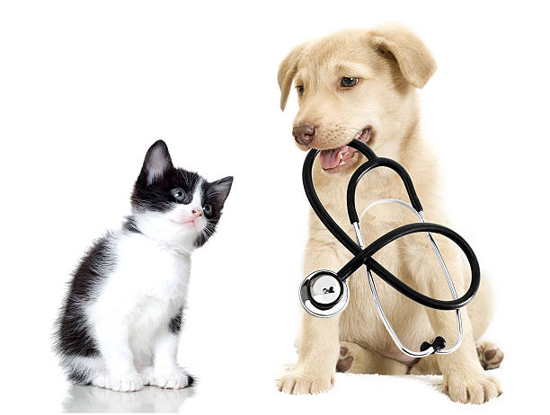 cachorro y mascota - vet domestic cat veterinary medicine stethoscope fotografías e imágenes de stock