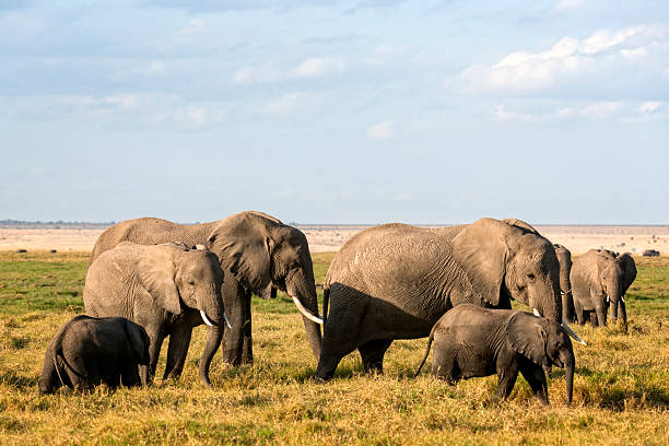 istock Herd of african  Elephants 462436183