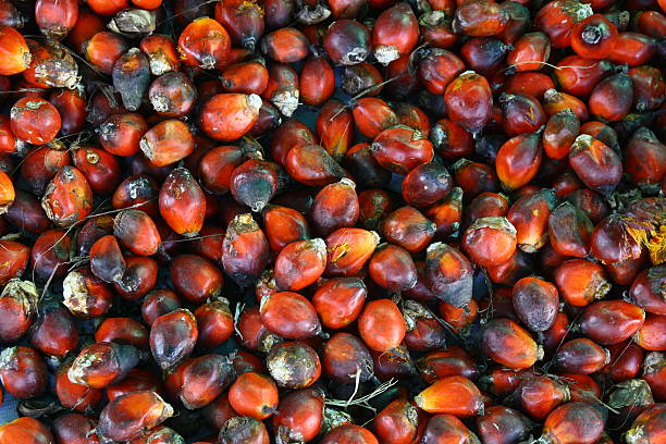 istock close up palm oil seed background 462436329