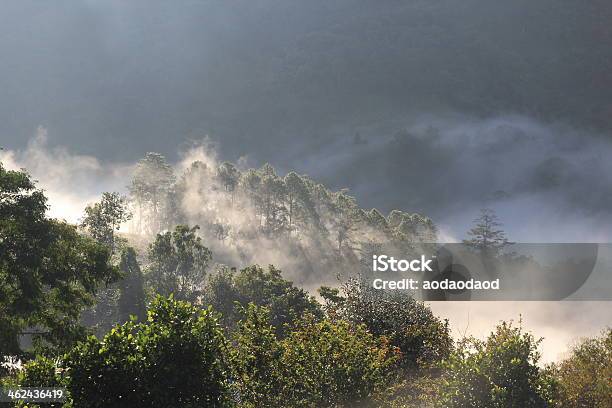 Foto de Névoa Na Floresta Chiang Mai e mais fotos de stock de Ajardinado - Ajardinado, Borrifo, Bosque - Floresta