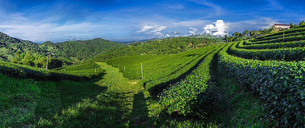 istock Panoramic shot of green tea plantation 462436557