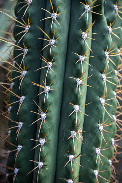 istock close up of a cactus with yellow prickles 462439093