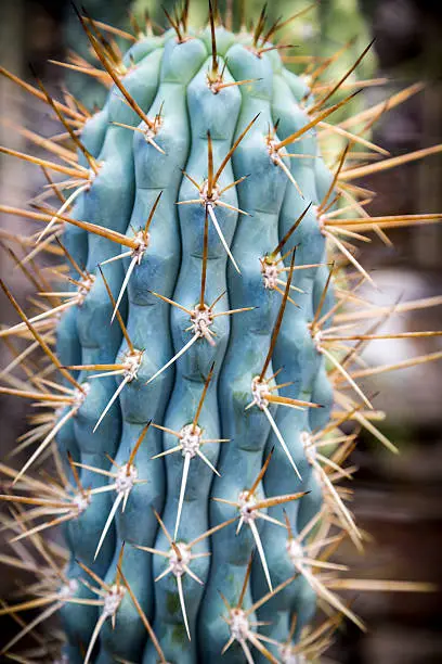 close up of a cactus with yellow prickles.