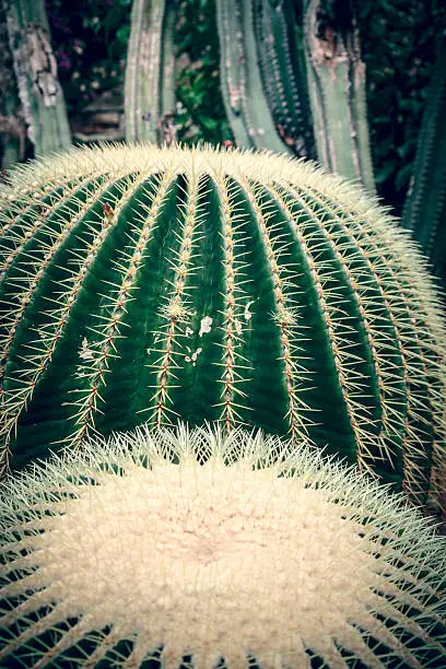vintage like close up of two round cactuses.