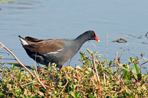 Common Gallinule poule-d'eau - Photo