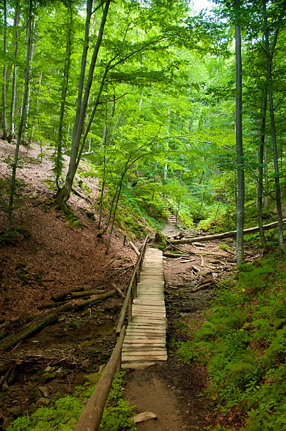 Road to the Broad Peak and Tarnica. Bieszczady Mountains stock photo