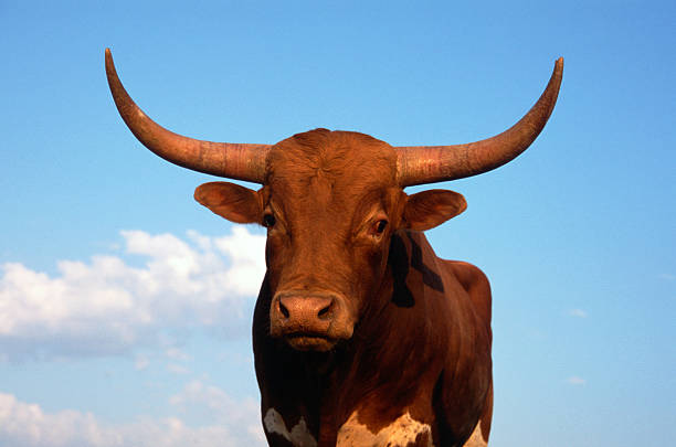istock Longhorn Bull or Cow Standing in a Pasture 462440819